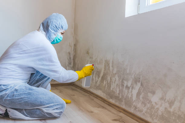 Licensed Mold Remediation service in Gainesville, TX - Car Mold Remediation