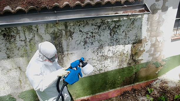 Top rated local Mold Remediation specialists in Gainesville, TX